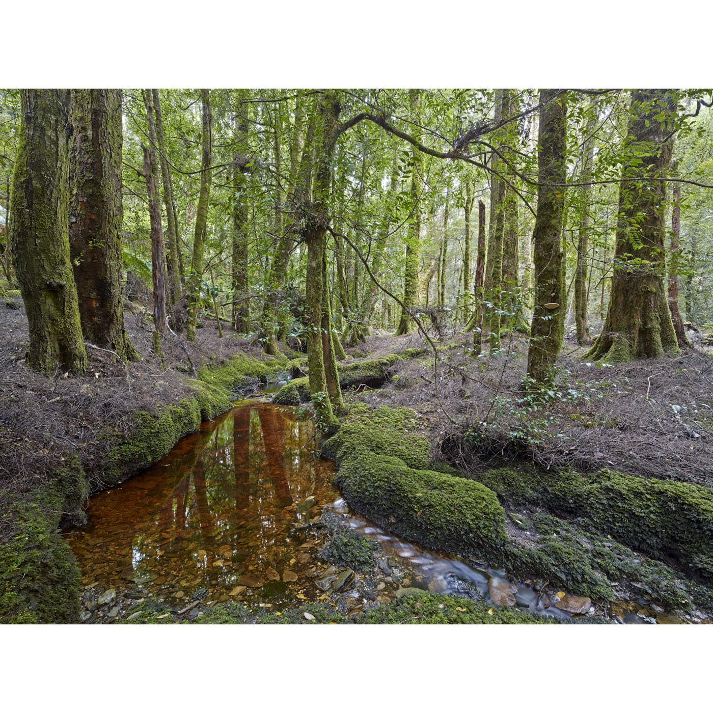 Rob Blakers - Mt Victoria, South Esk River - Rainforest 1
