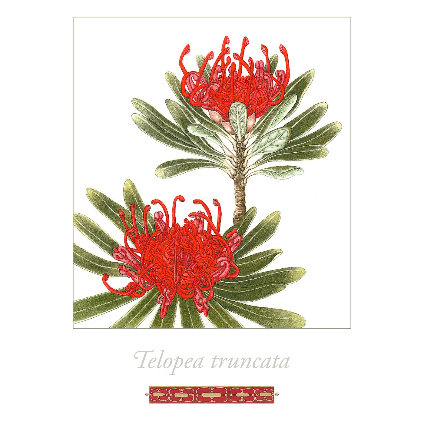 Sylvie Gerozisis - Flora of Tasmania - Art Print - Tasmanian Waratah