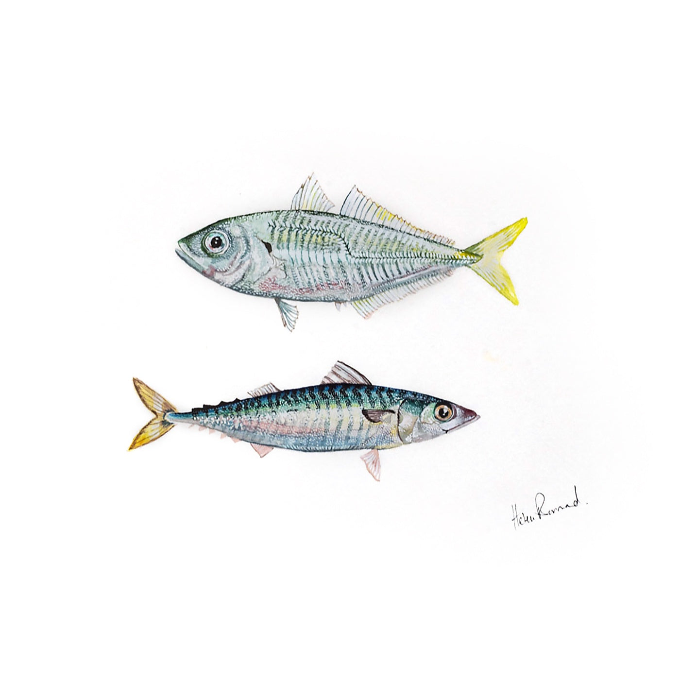 The Little Wren - Art Print - Jack Mackerel & Blue Mackerel