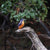 Fiona Ruck - Tasmanian Azure Kingfisher