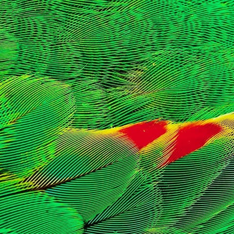 Allegra Biggs Dale - Parrot Fashion