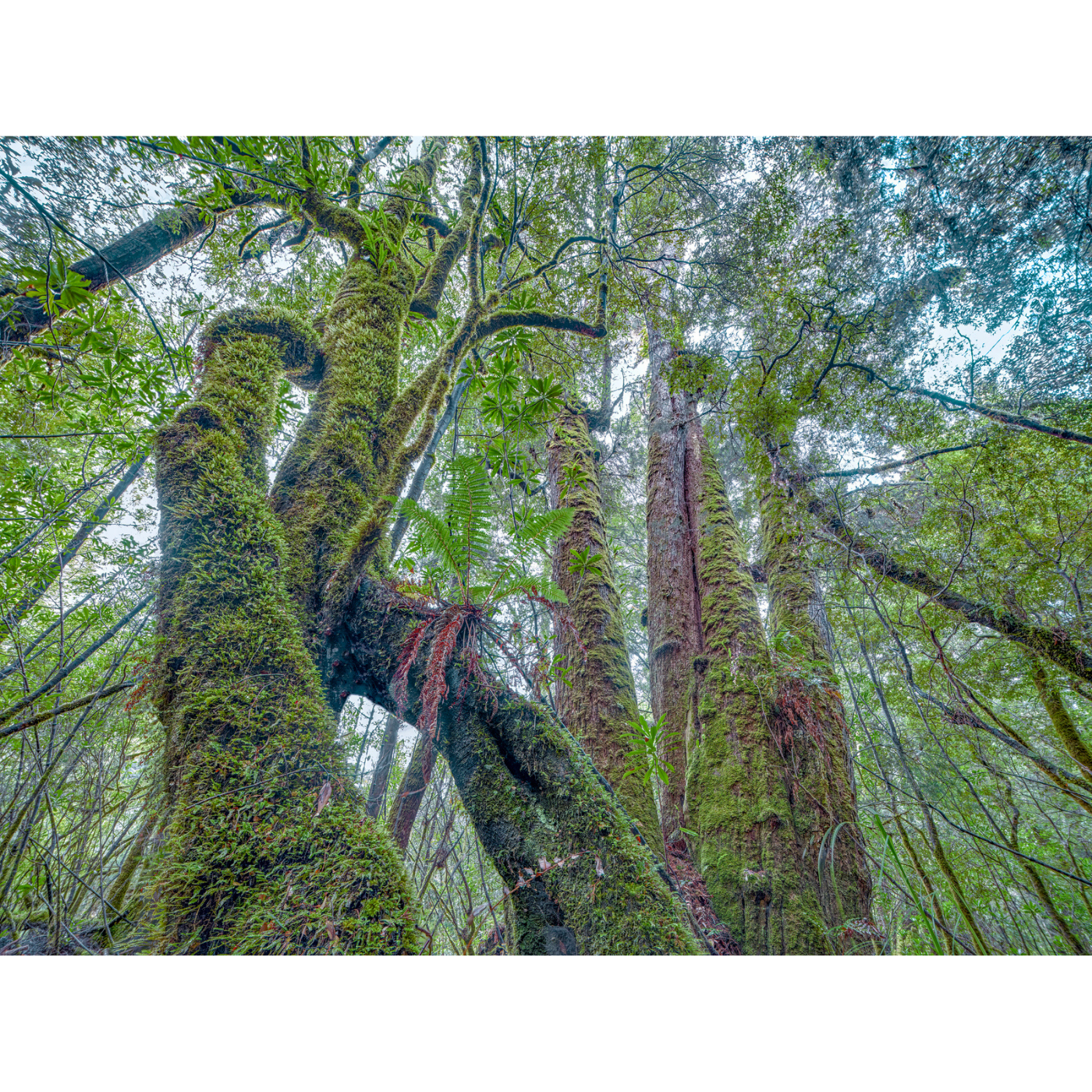 Rob Blakers - Takayna, Wilson River - Ancient Huon Pine 2