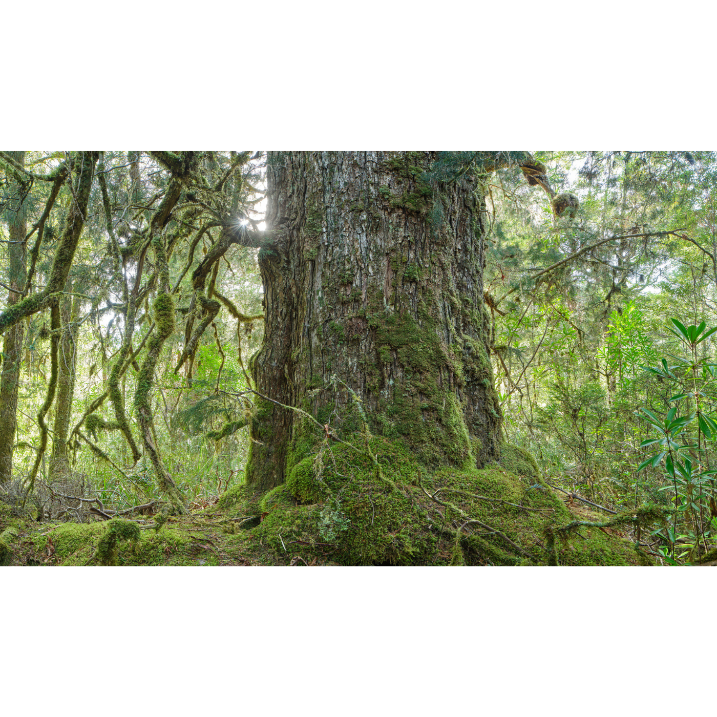 Rob Blakers - Takayna, Wilson River - Ancient Huon Pine 1