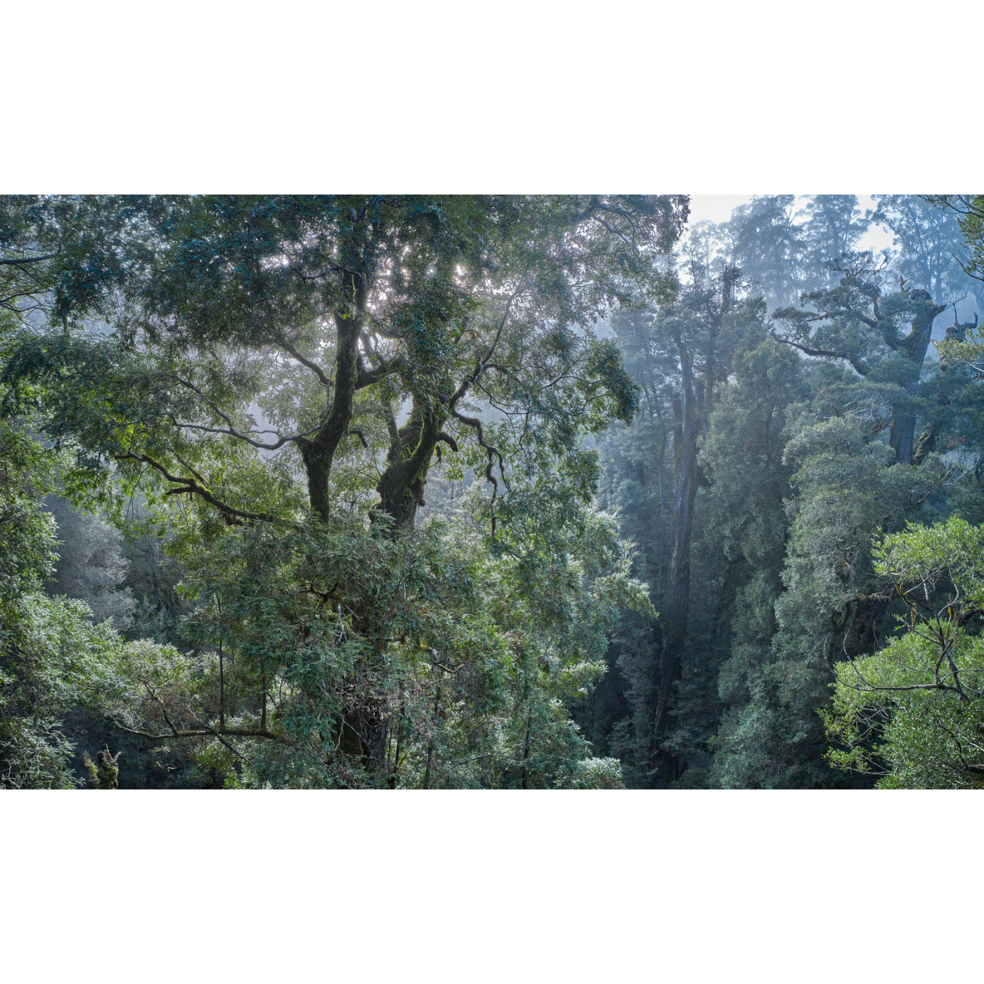 Rob Blakers - Takayna, McKimmie Creek - Ancient Rainforest