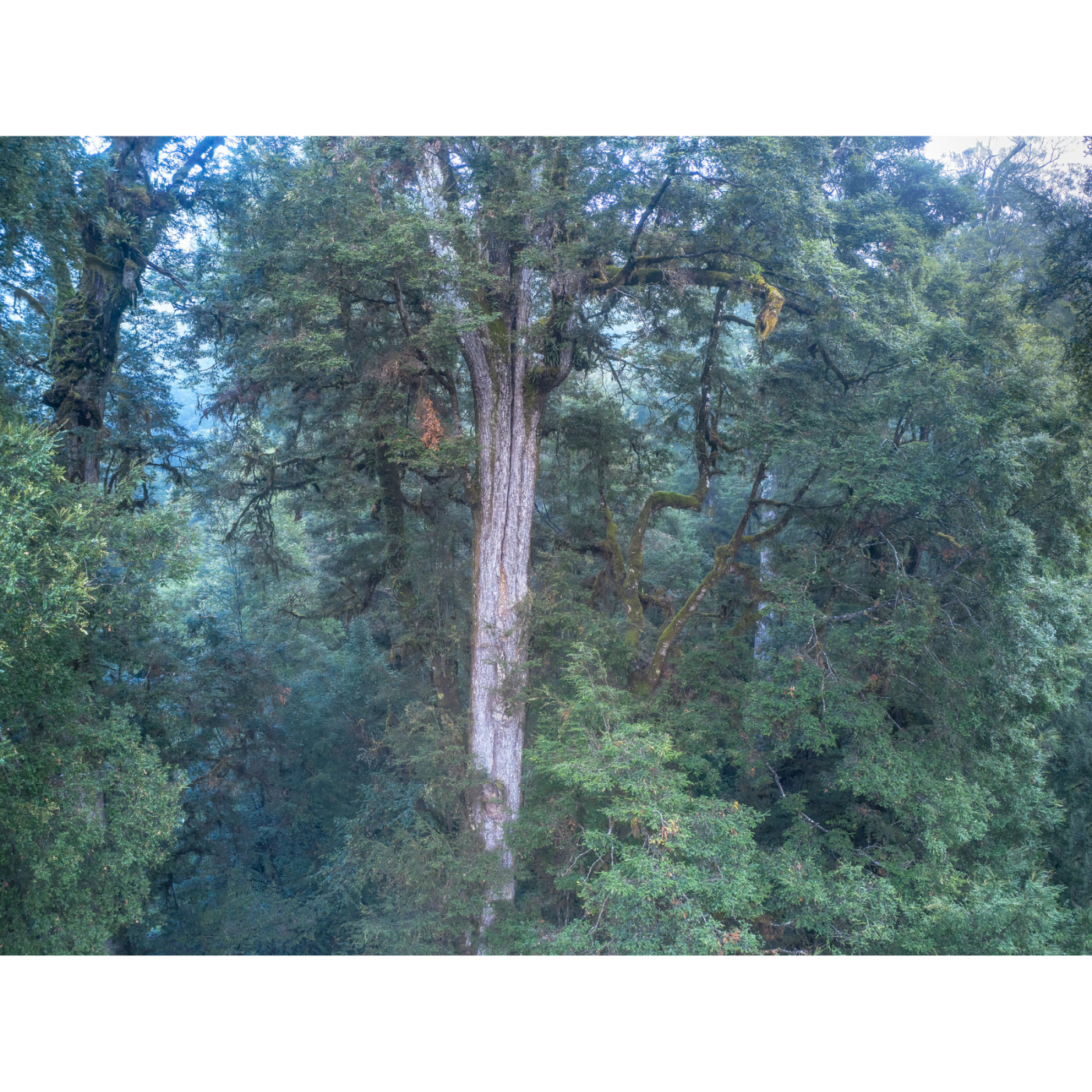 Rob Blakers - Ancient Rainforest, McKimmie Creek, takayna 2