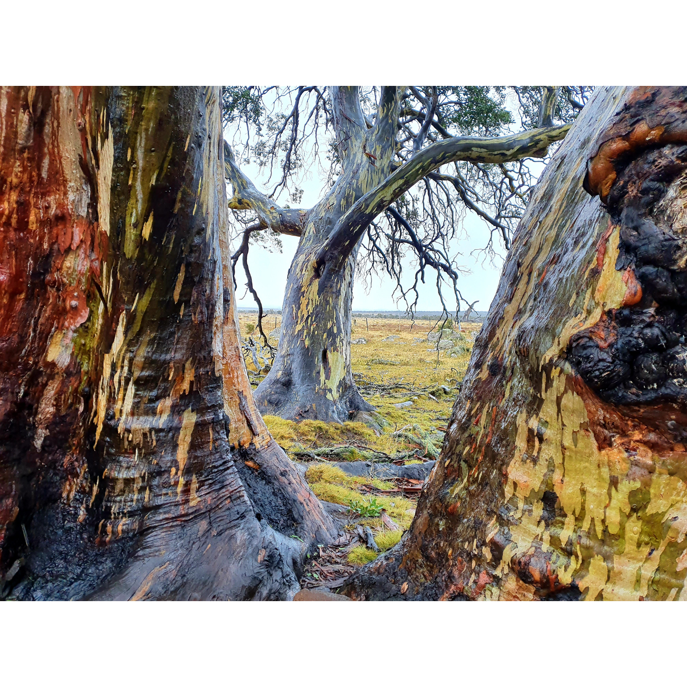 Eve Lazarus - Ancient Cider Gums