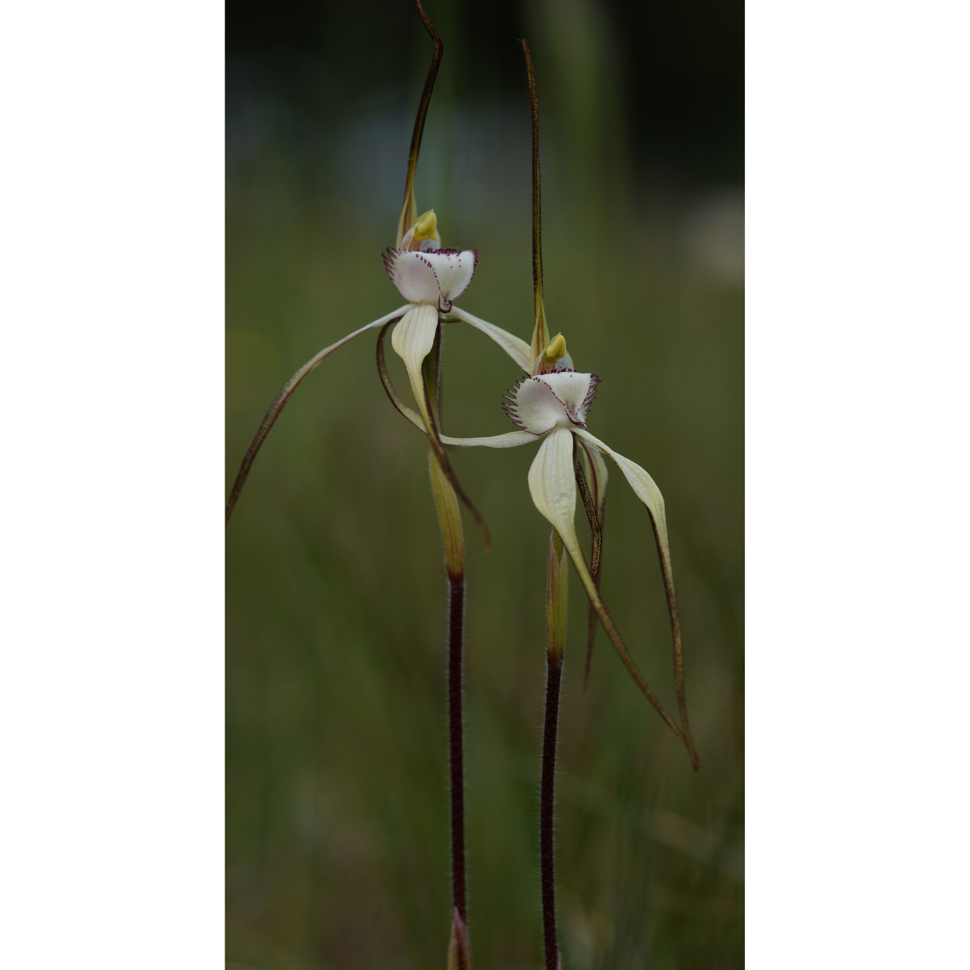 Bruno Bell - Caladenia anthracina