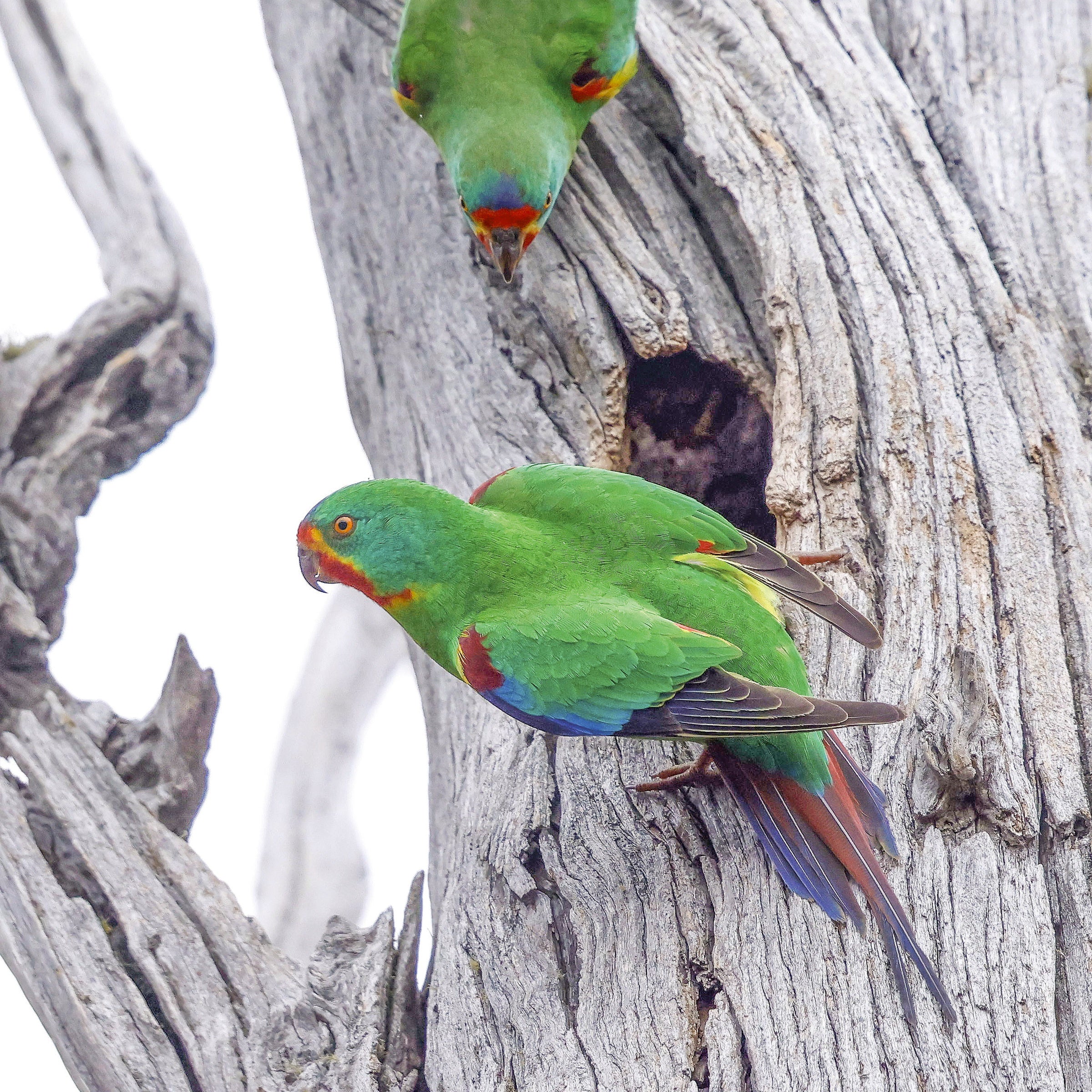 Rob Blakers Eastern Tiers Swift Parrot Pair Nest