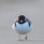 Rob Blakers - Hooded Plover, Marion Bay