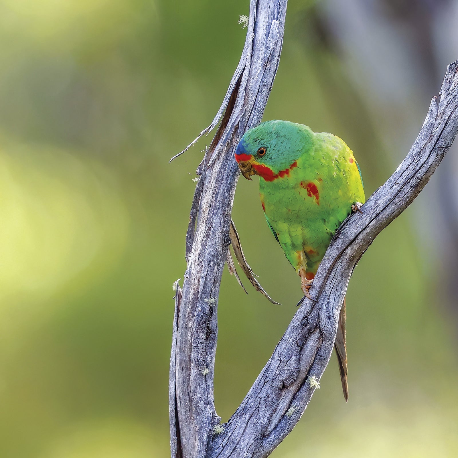 Rob Blakers - Eastern Tiers - Swift Parrot 1