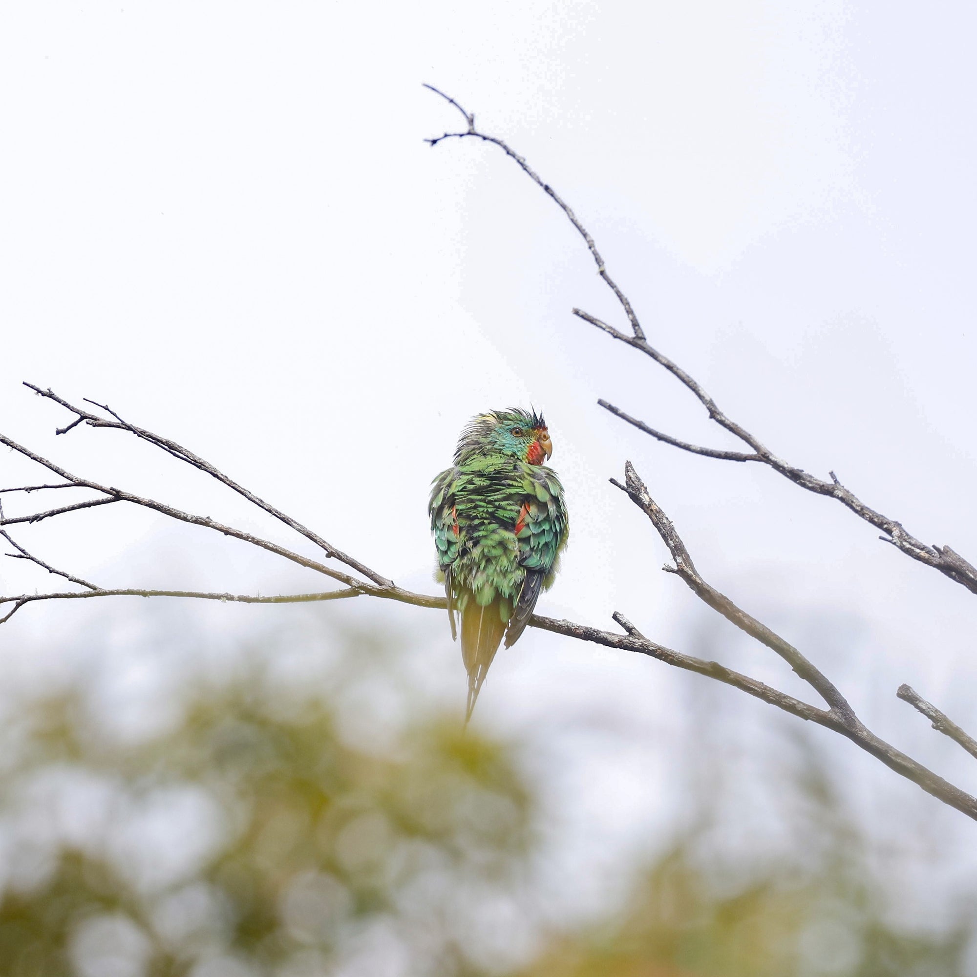 Rob Blakers - Swift Parrot 2, Eastern Tiers