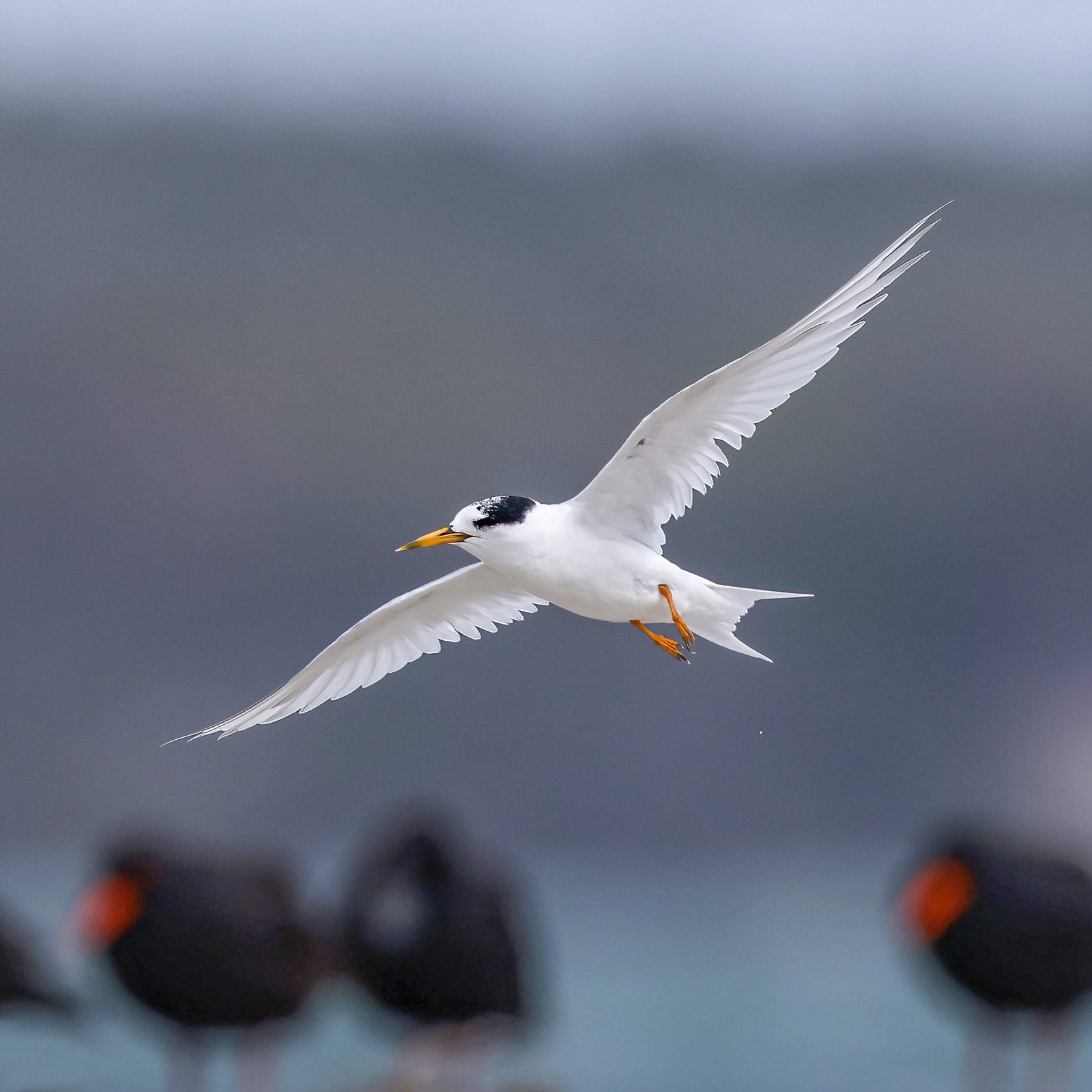 Rob Blakers - Pilitika / Robbins Island, proposed site for a wind farm - Fairy Tern
