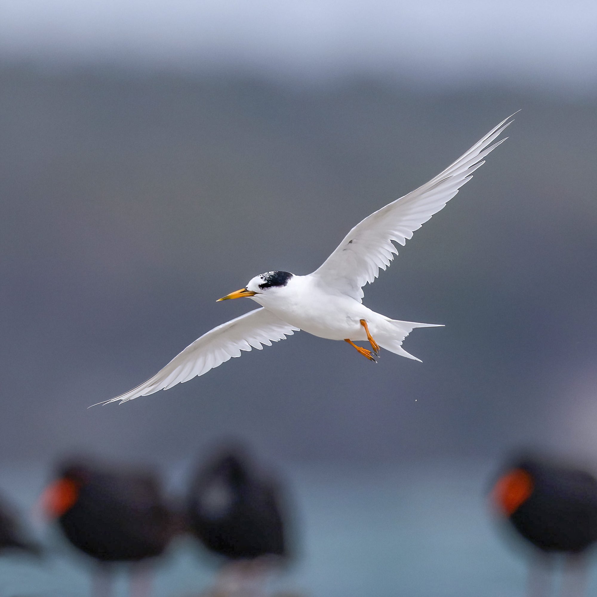 Rob Blakers - Fairy Tern, Robbins Island, proposed site for a wind farm.