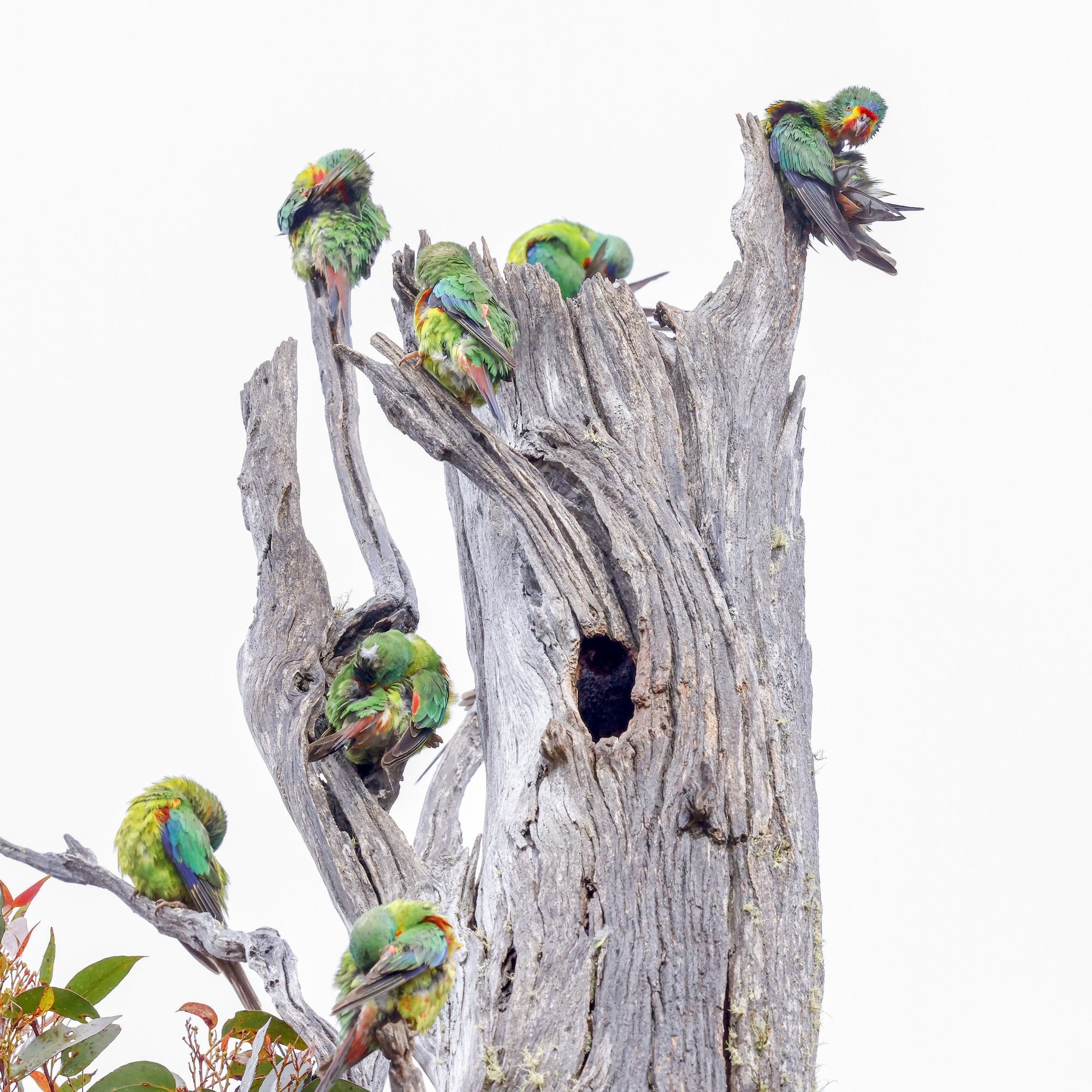 Rob Blakers - 1.5% of the Estimated Global Population of Swift Parrots