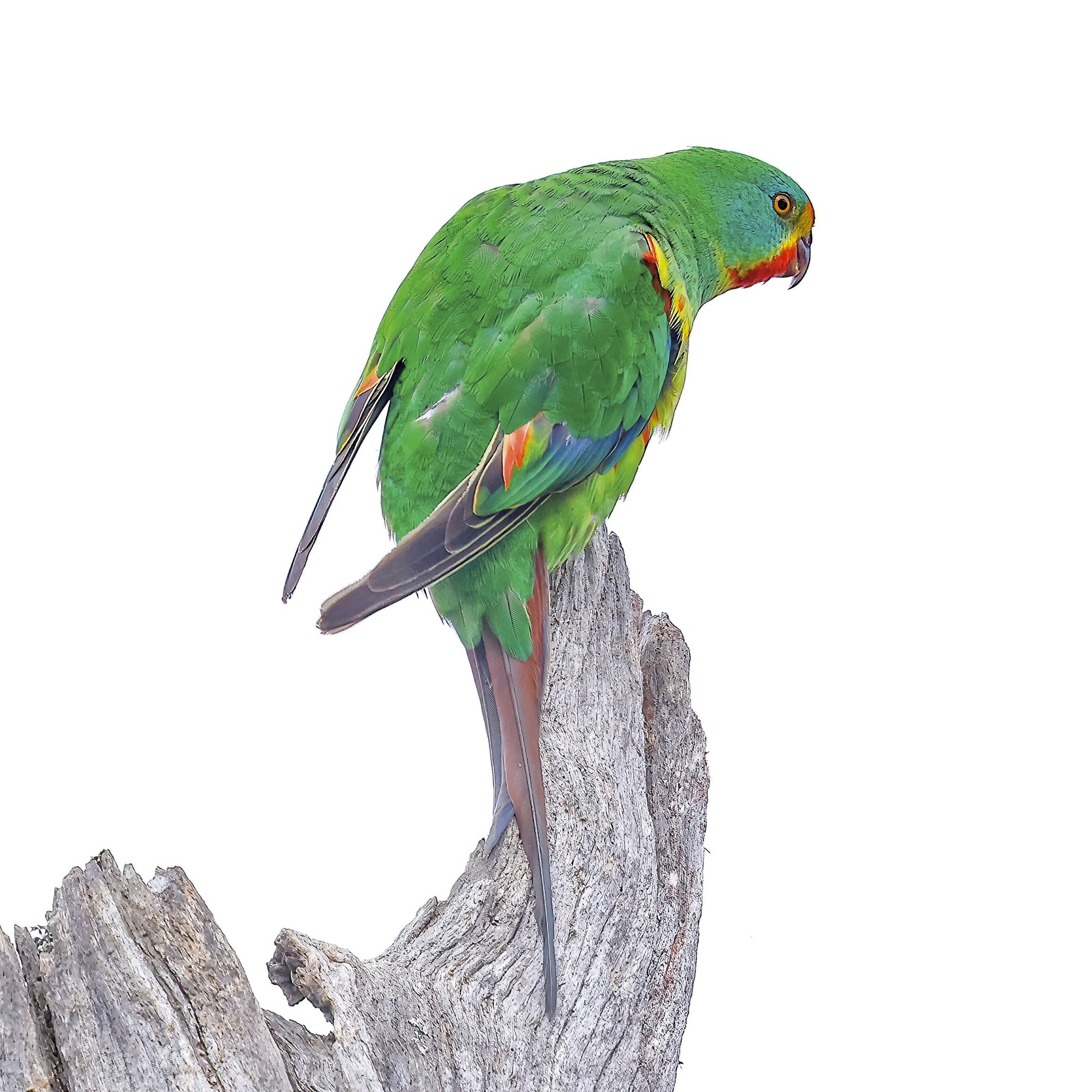 Rob Blakers - Swift Parrot 3, Eastern Tiers