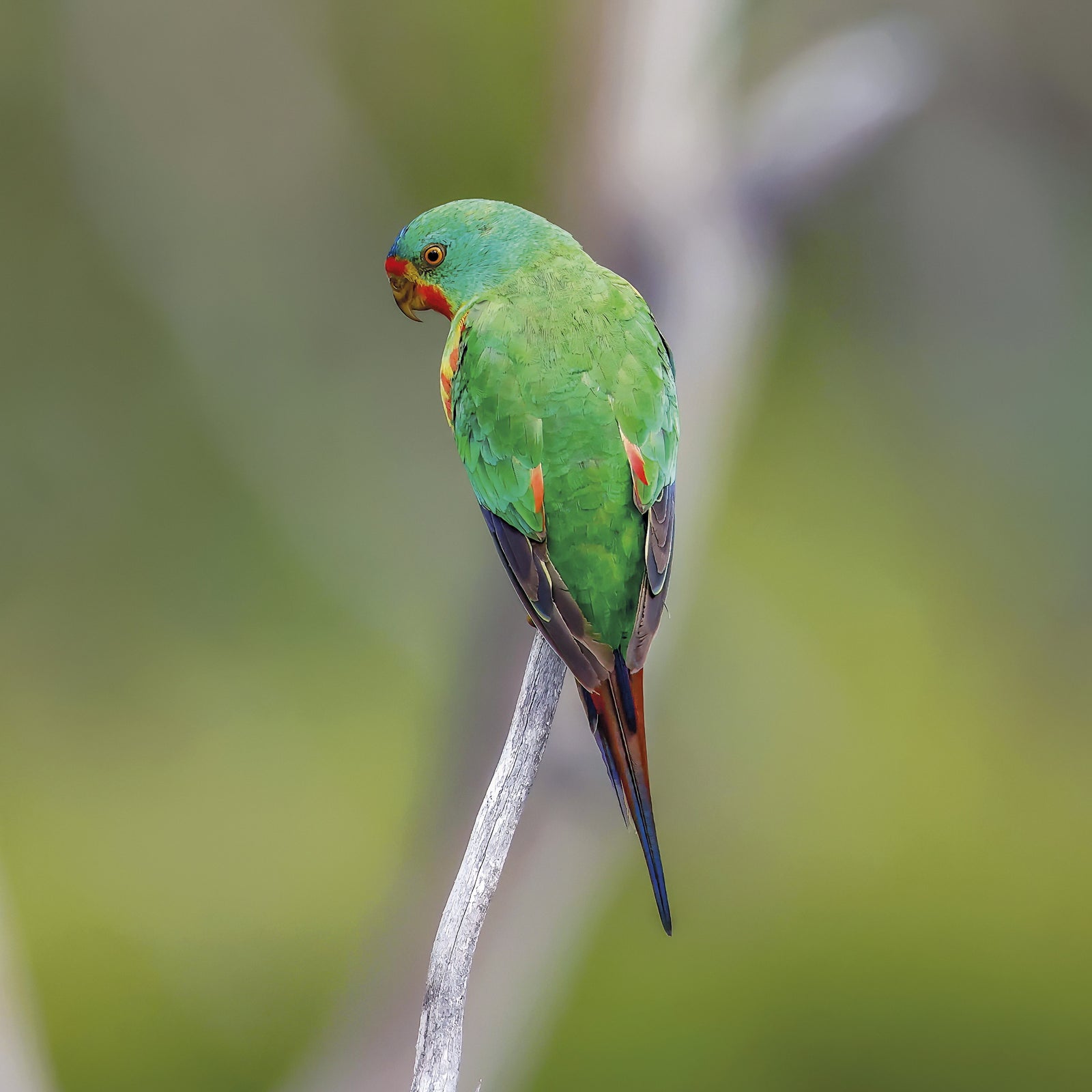 Rob Blakers - Eastern Tiers - Swift Parrot 4