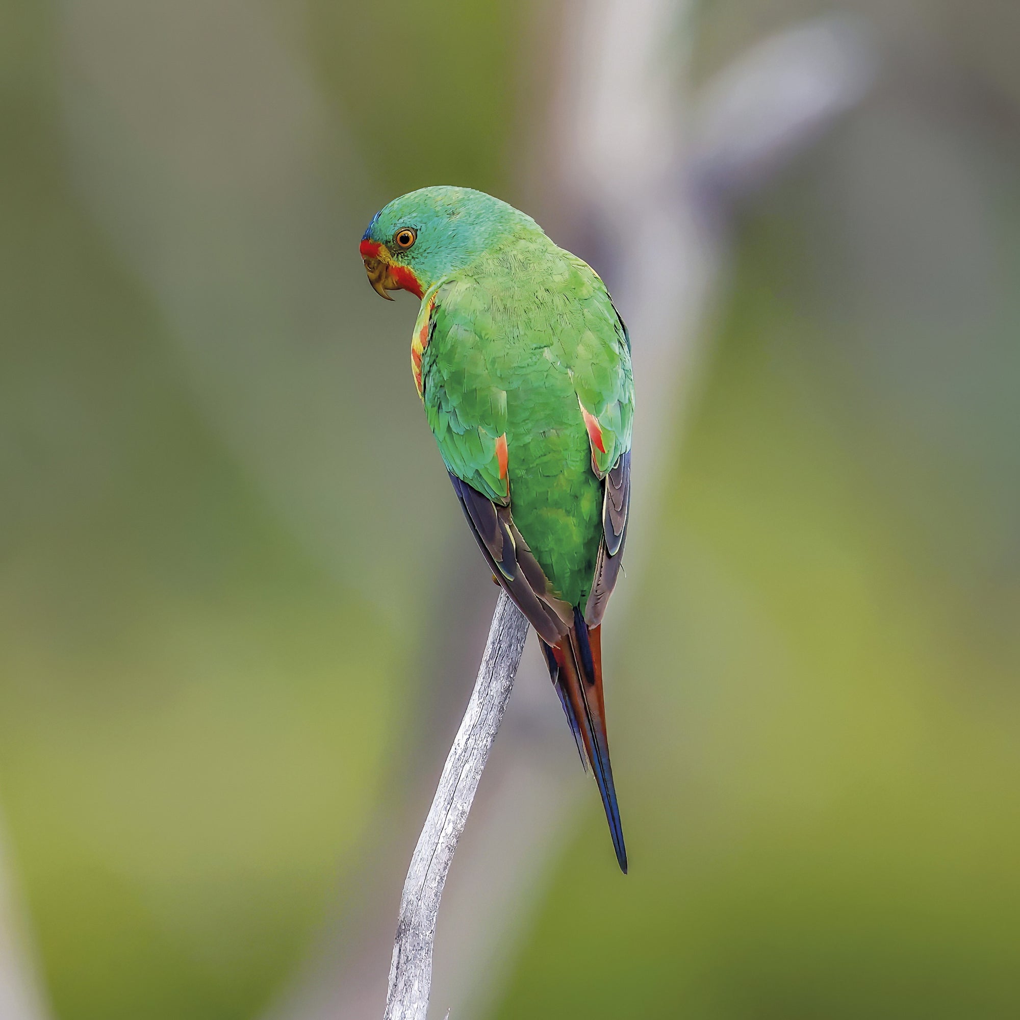 Rob Blakers - Swift Parrot 4, Eastern Tiers