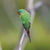Rob Blakers - Swift Parrot 4, Eastern Tiers
