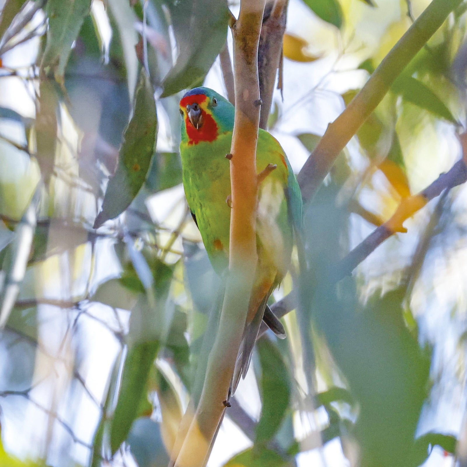 Rob Blakers - Eastern Tiers - Swift Parrot 5