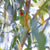 Rob Blakers - Swift Parrot 5, Eastern Tiers