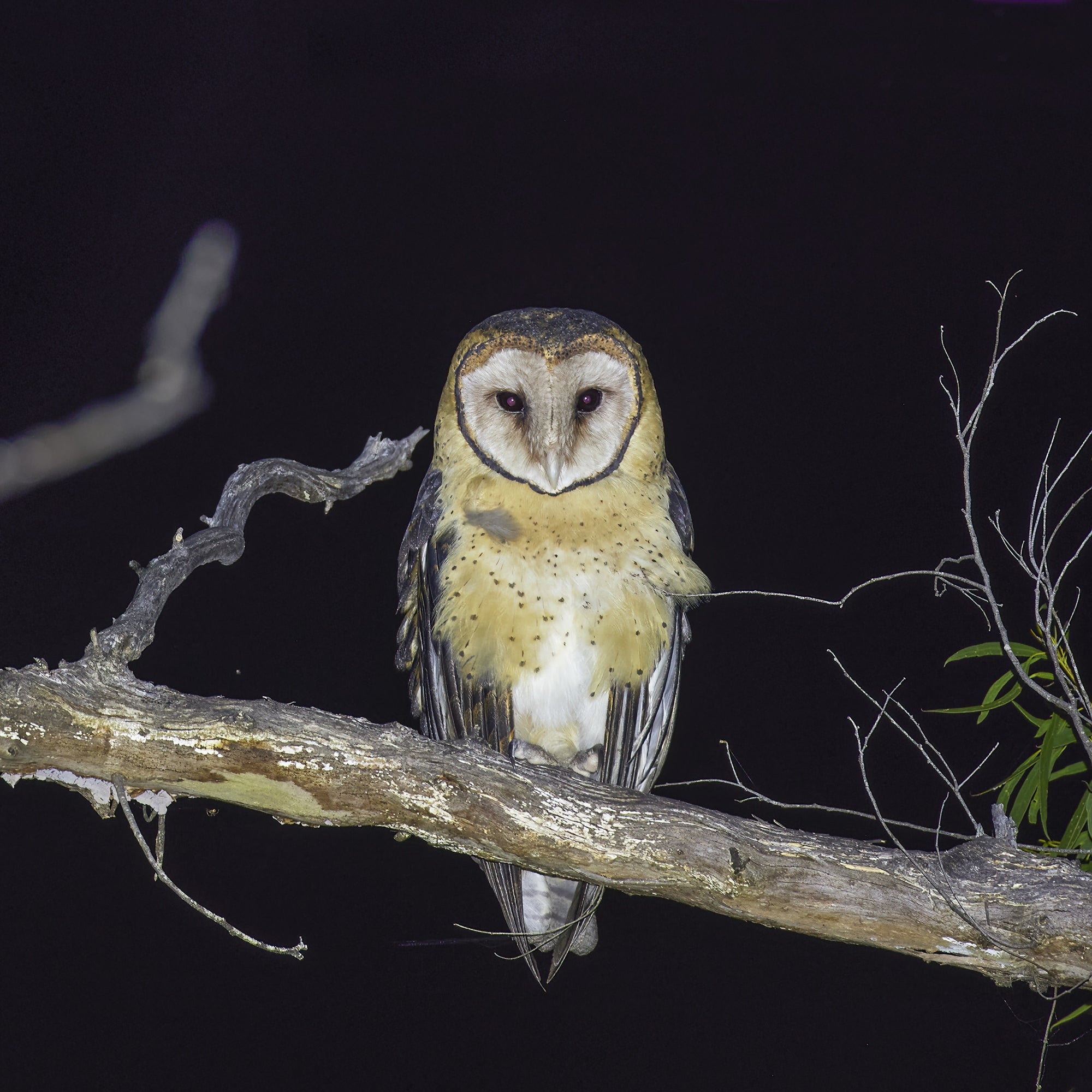 Rob Blakers - Tasmanian Masked Owl at McKimmie Creek, takayna, proposed toxic waste dump site for mining company MMG.