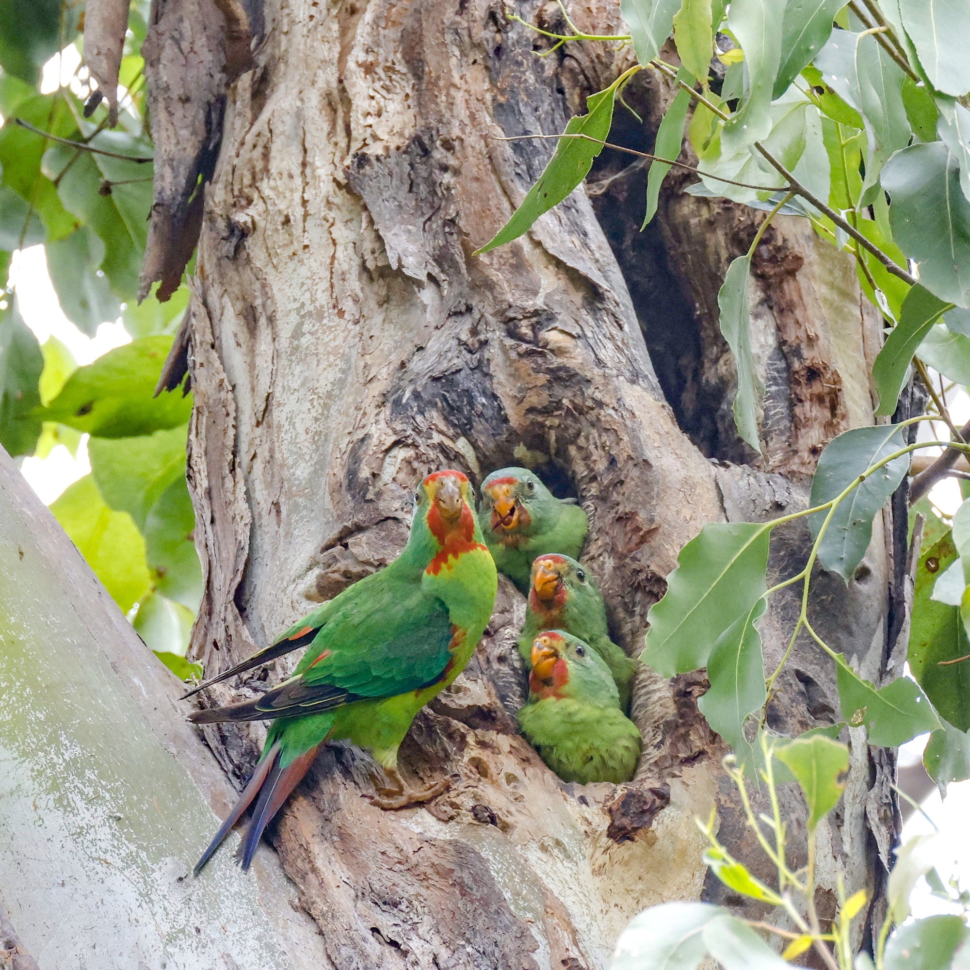 Rob Blakers - Swift Parrot Adult & Chicks