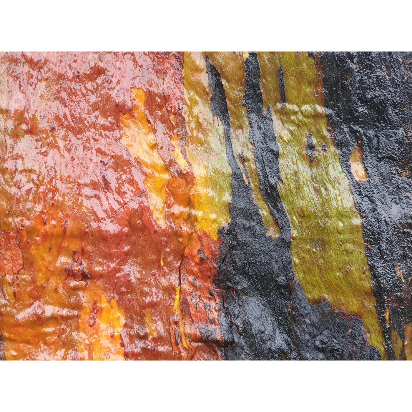 Eve Lazarus - Bark Detail, Miena Cider Gum