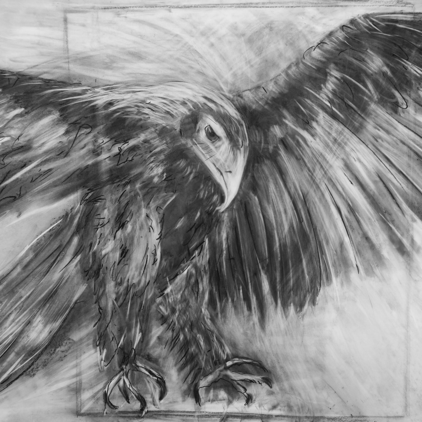 Lou-anne Barker - Wedge-tail eagle