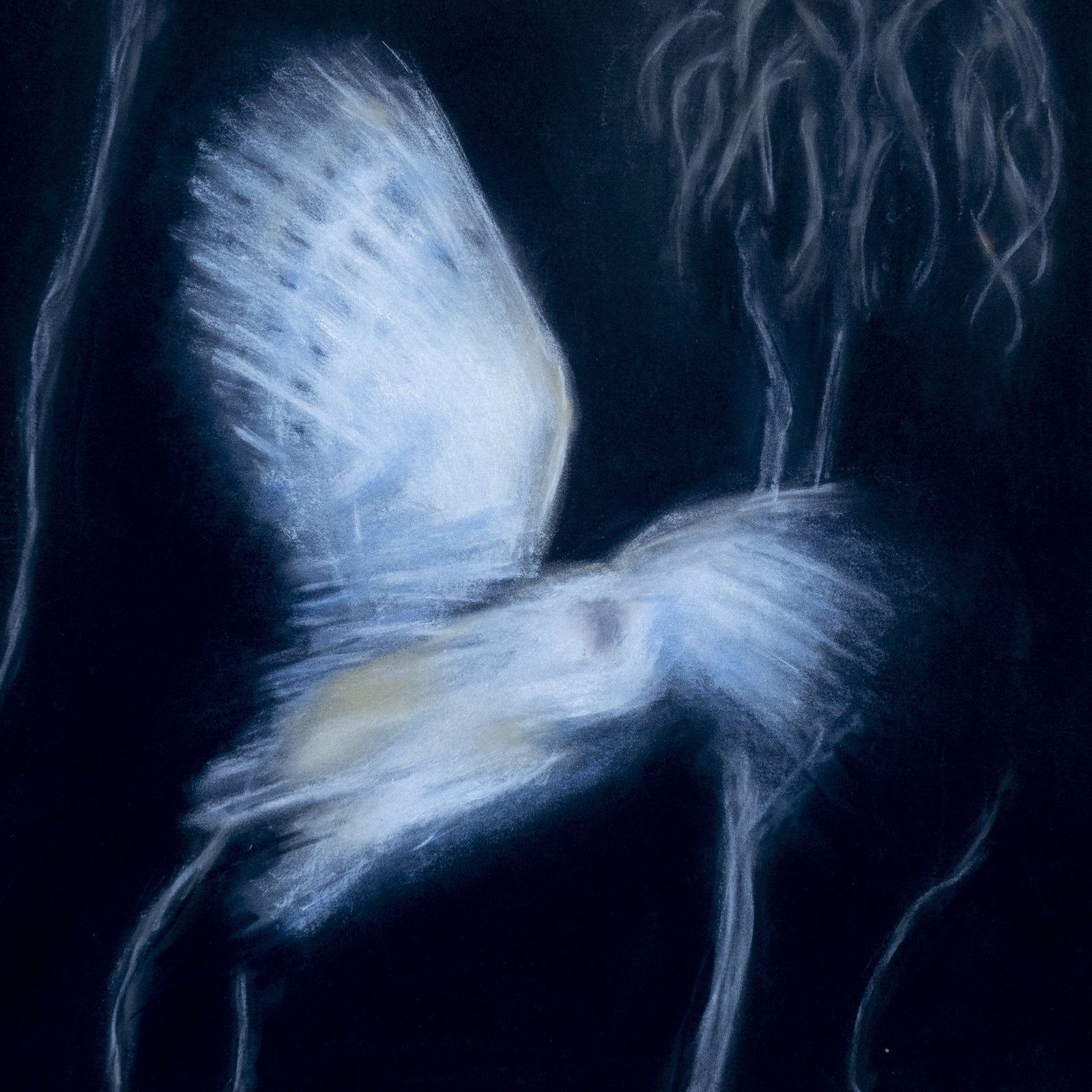 Lou-anne Barker - Tyto Taking Off (Masked owl)