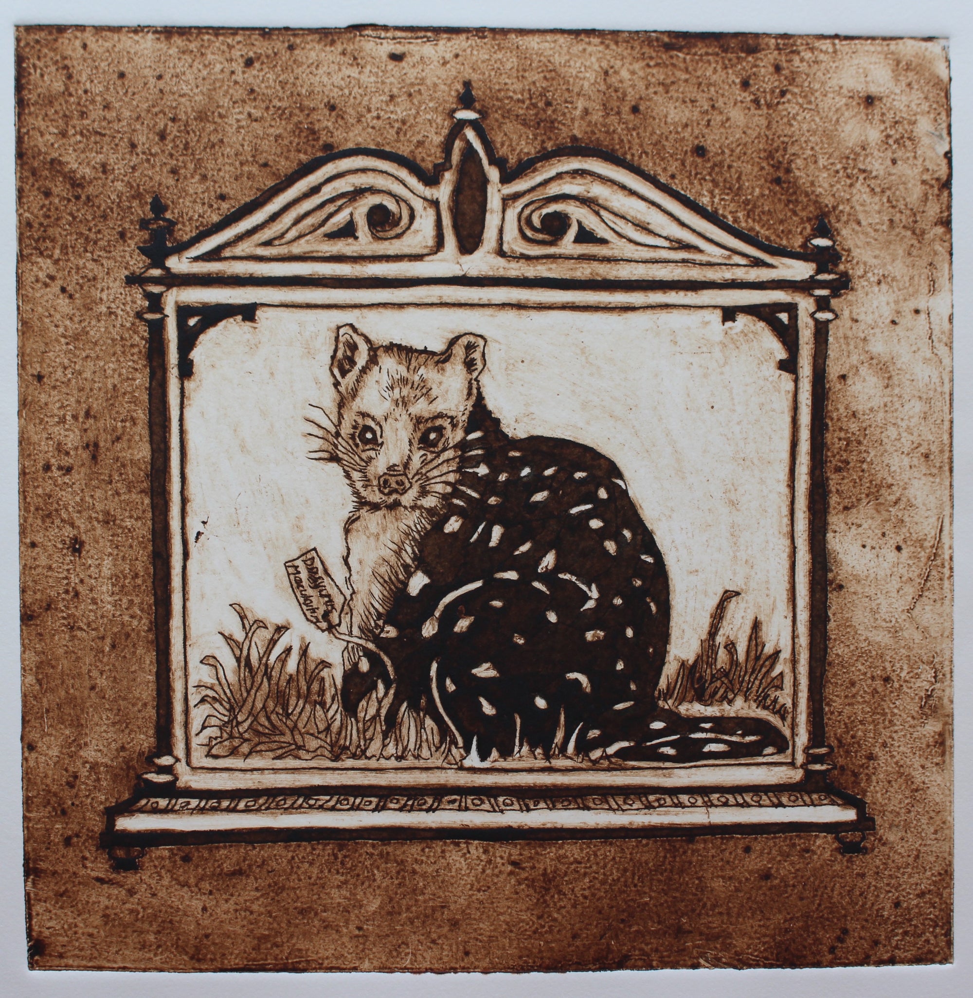 Anna Berger - Spotted-tail Quoll