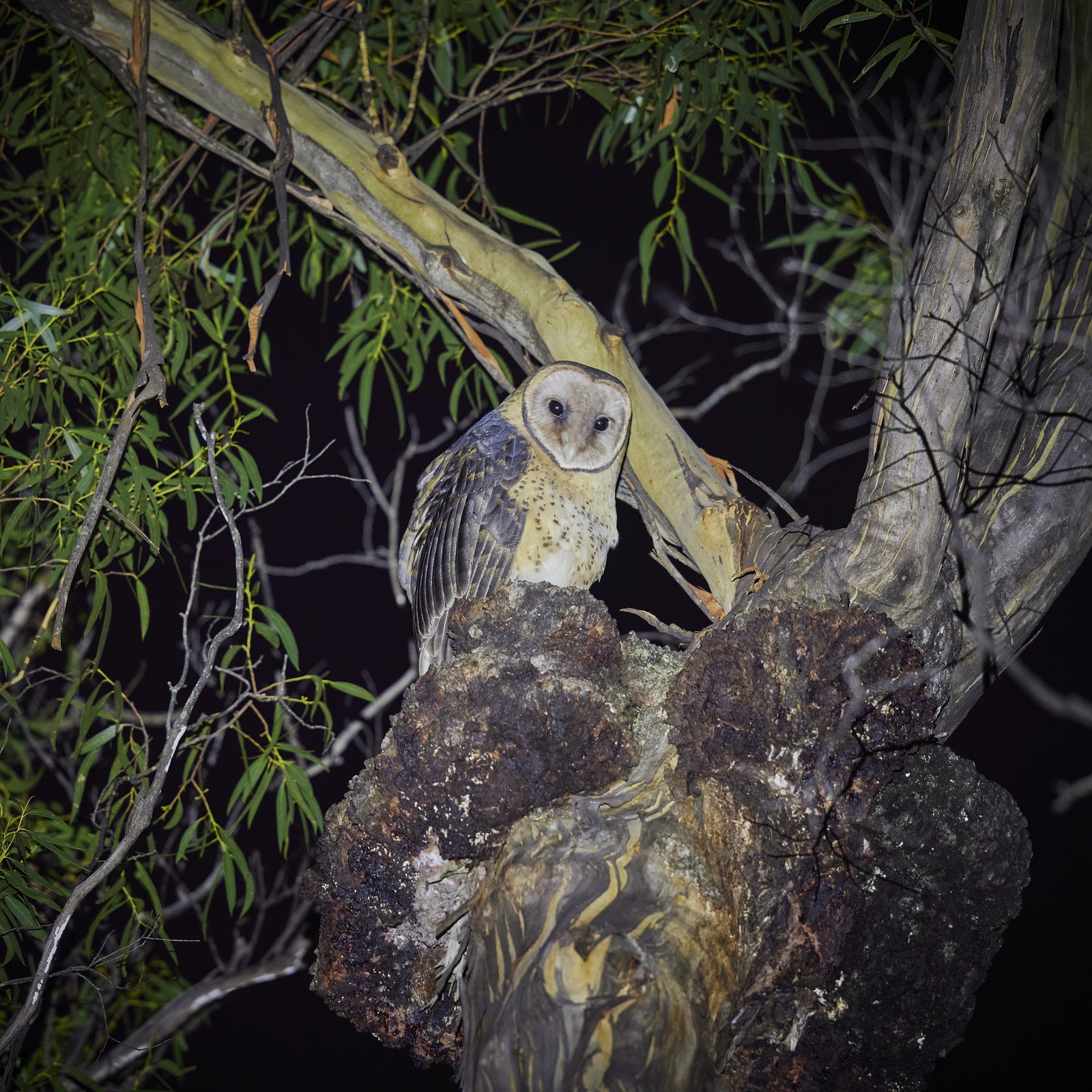 Rob Blakers - Takayna, McKimmie Creek - Tasmanian Masked Owl 2