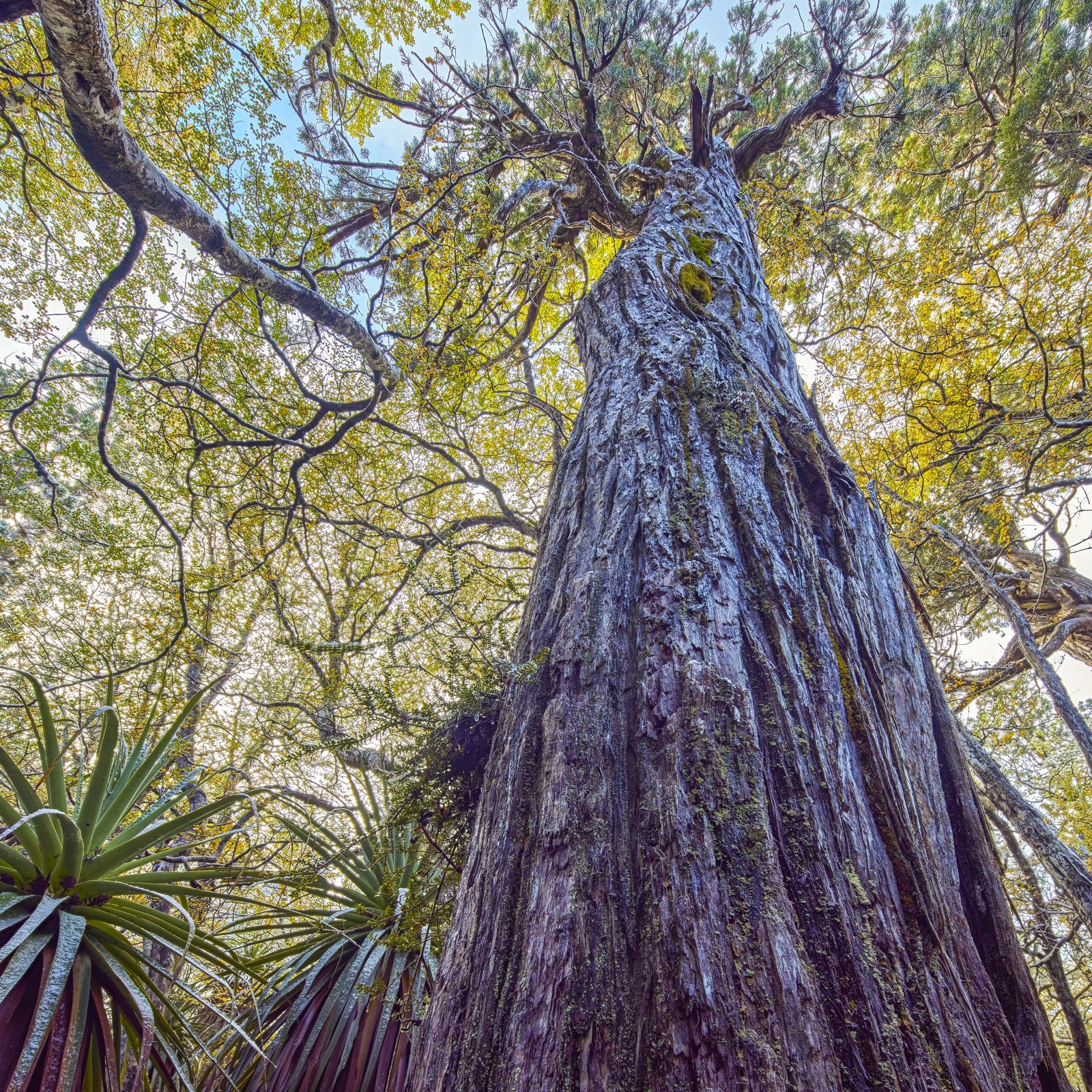 Rob Blakers - Takayna - Ancient Tree