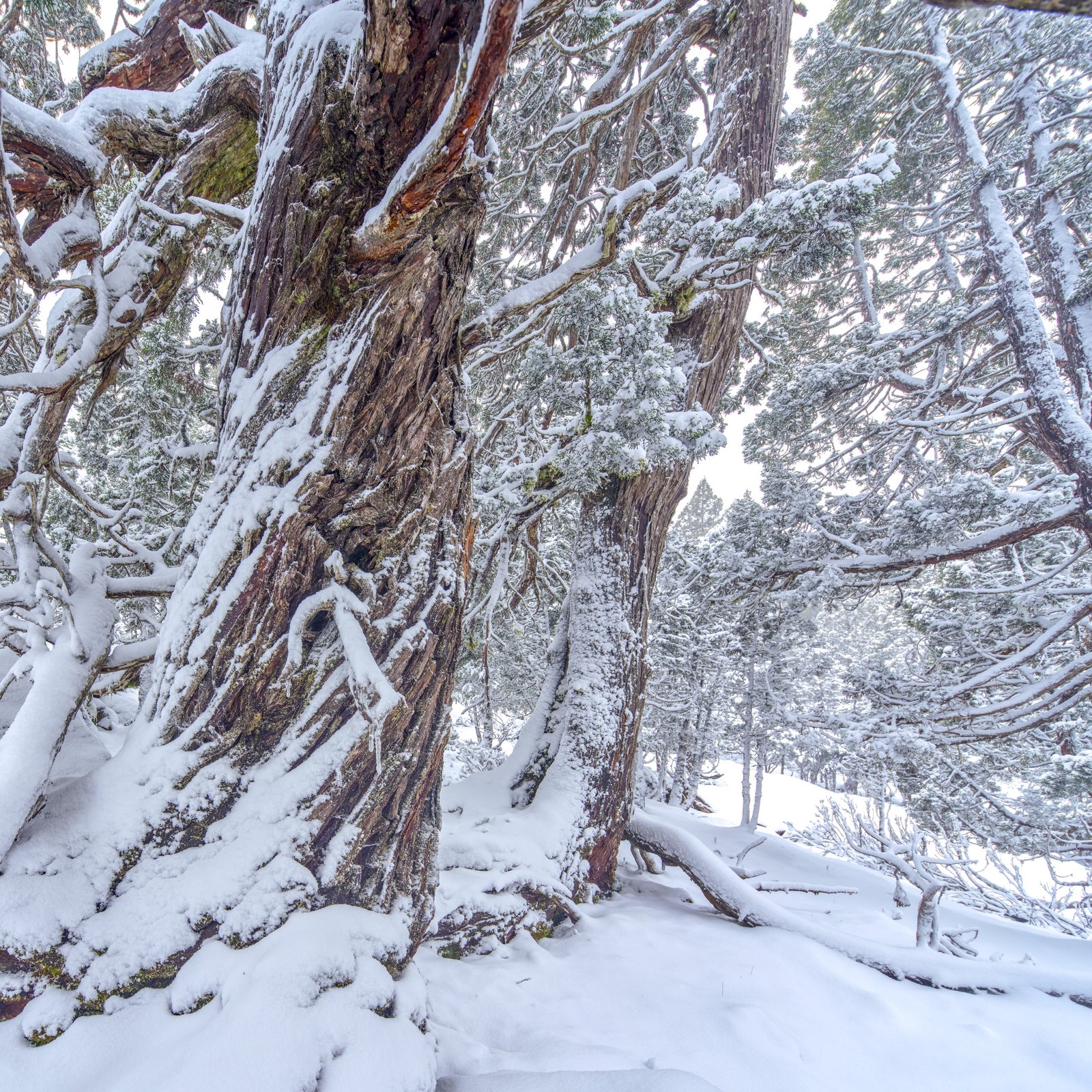 Rob Blakers - Pencil Pines in Snow