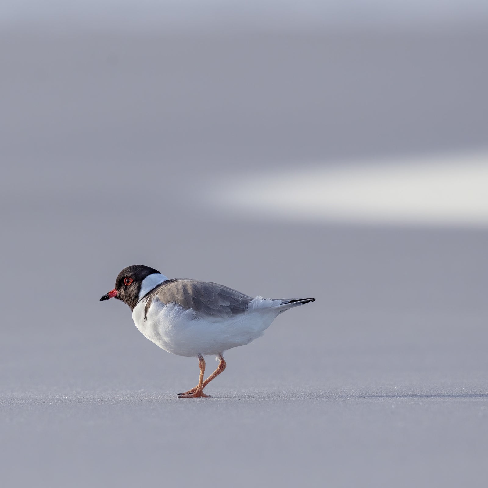 Rob Blakers - Freycinet National Park - Hooded Plover 2