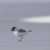 Rob Blakers - Hooded Plover.