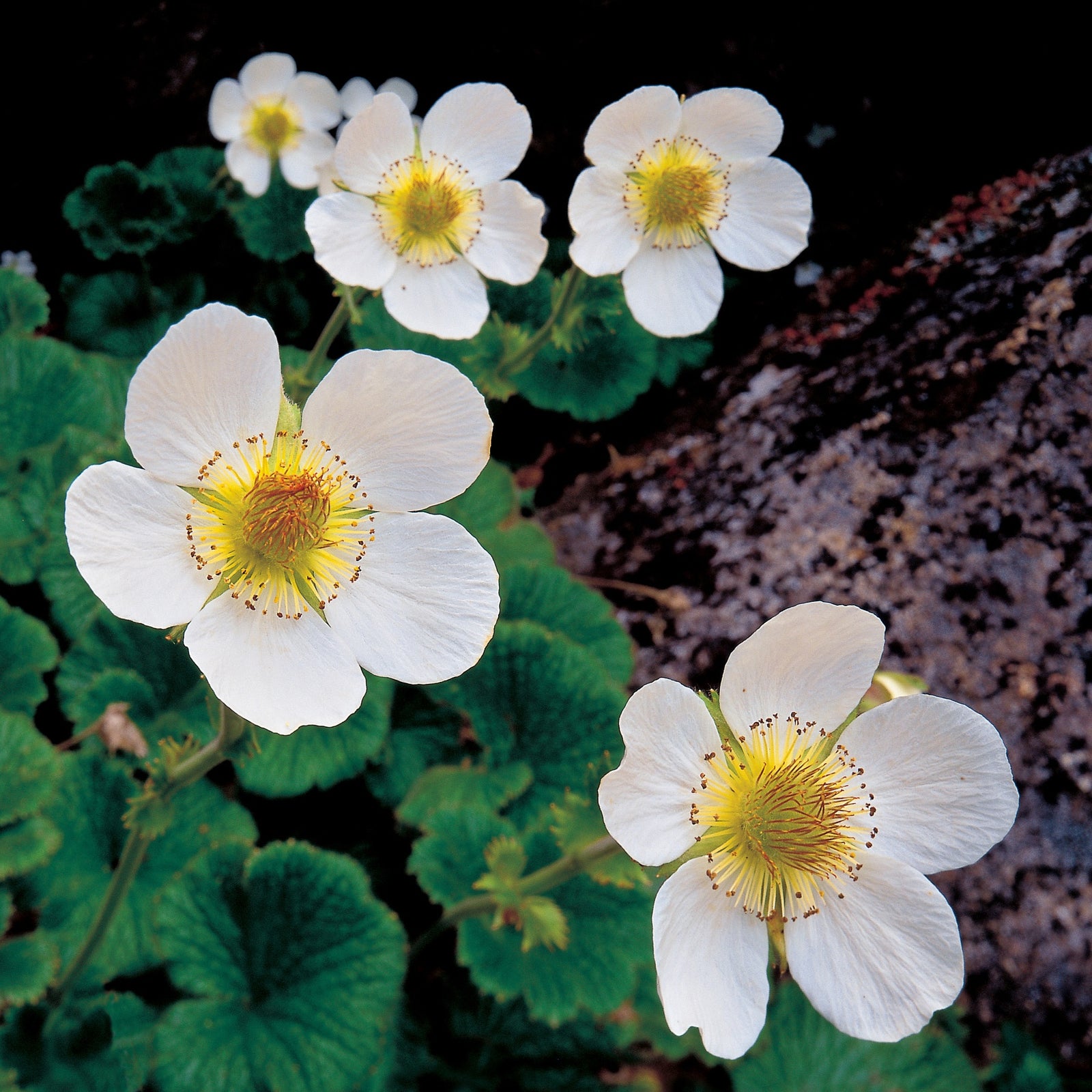 Rob Blakers - Geum talbotianum