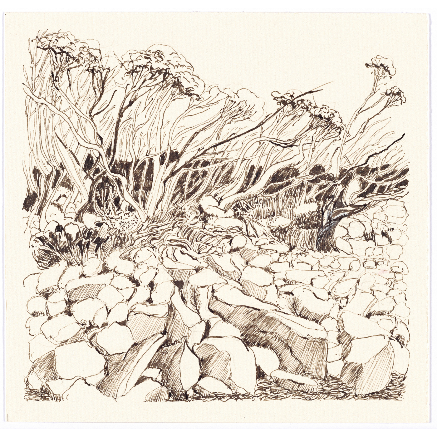 Nola Parsons -Boulderfield