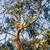 Brodie Emery - Risdon Peppermint Foliage (eucalyptus risdonii), Government Hills, Tasmania