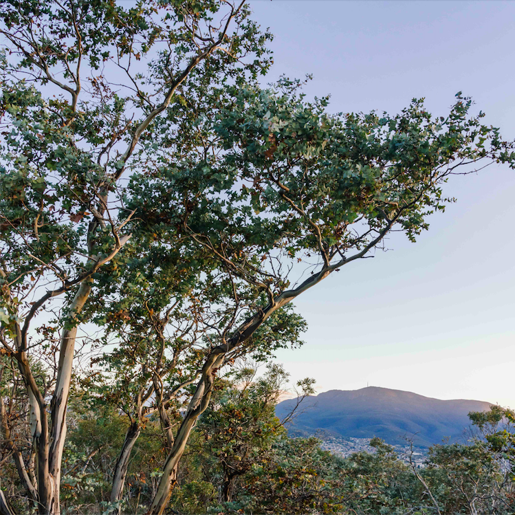 Brodie Emery - Risdon Peppermint Woodland (eucalytpus risdonii), Government Hills, Tasmania