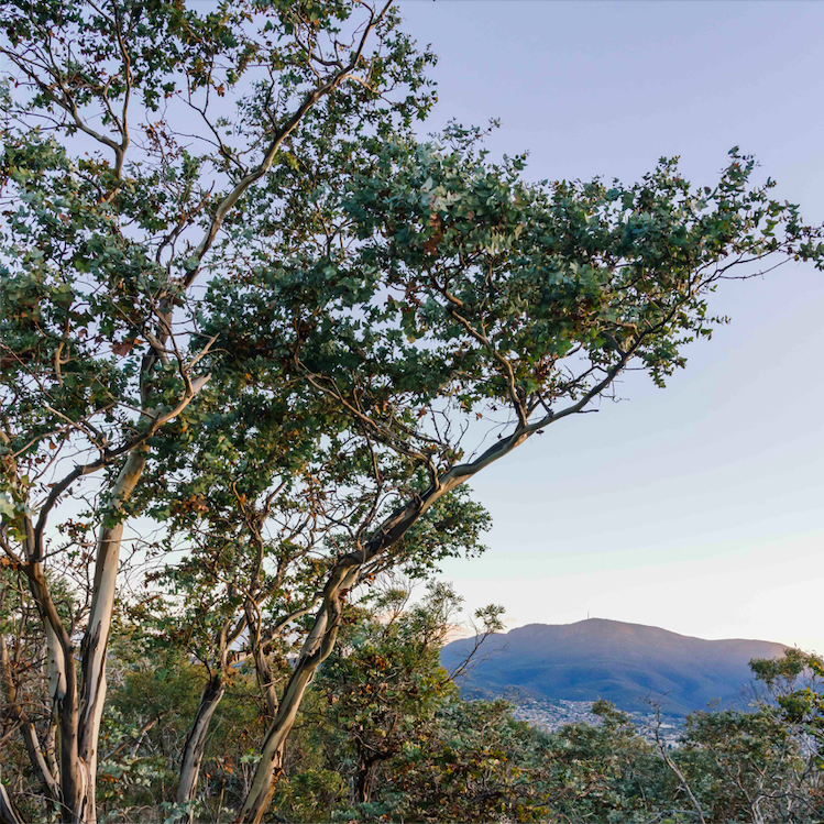 Brodie Emery Risdon Peppermint Woodland eucalytpus risdonii