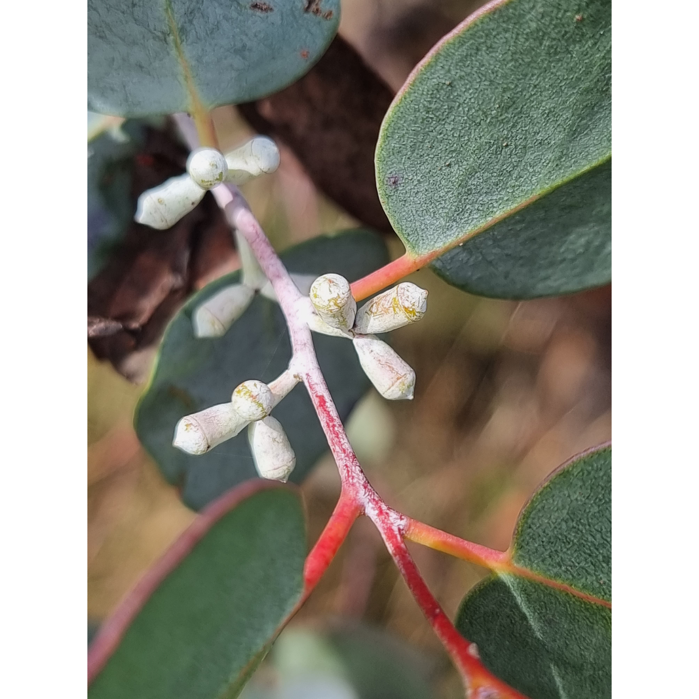 Eve Lazarus - Buds, Miena Cider Gum