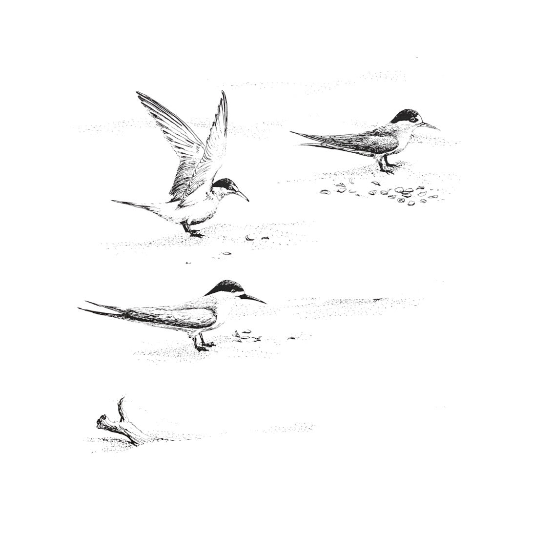 Jane Burrell - Little tern, fairy tern, white fronted tern