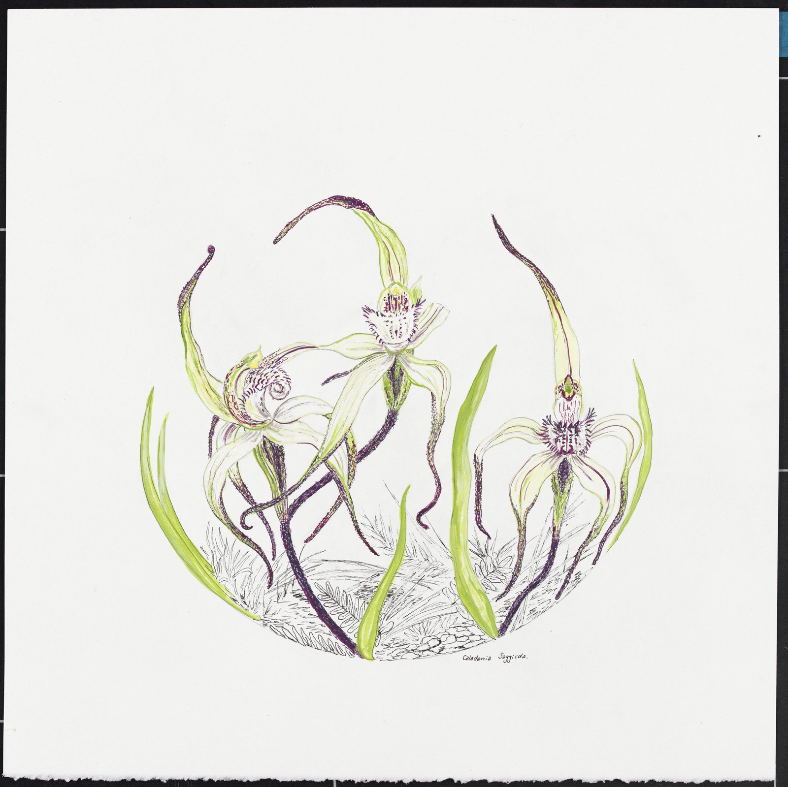 Averill Lawler - Caledonia Saggicola (Saga Spider Orchid)