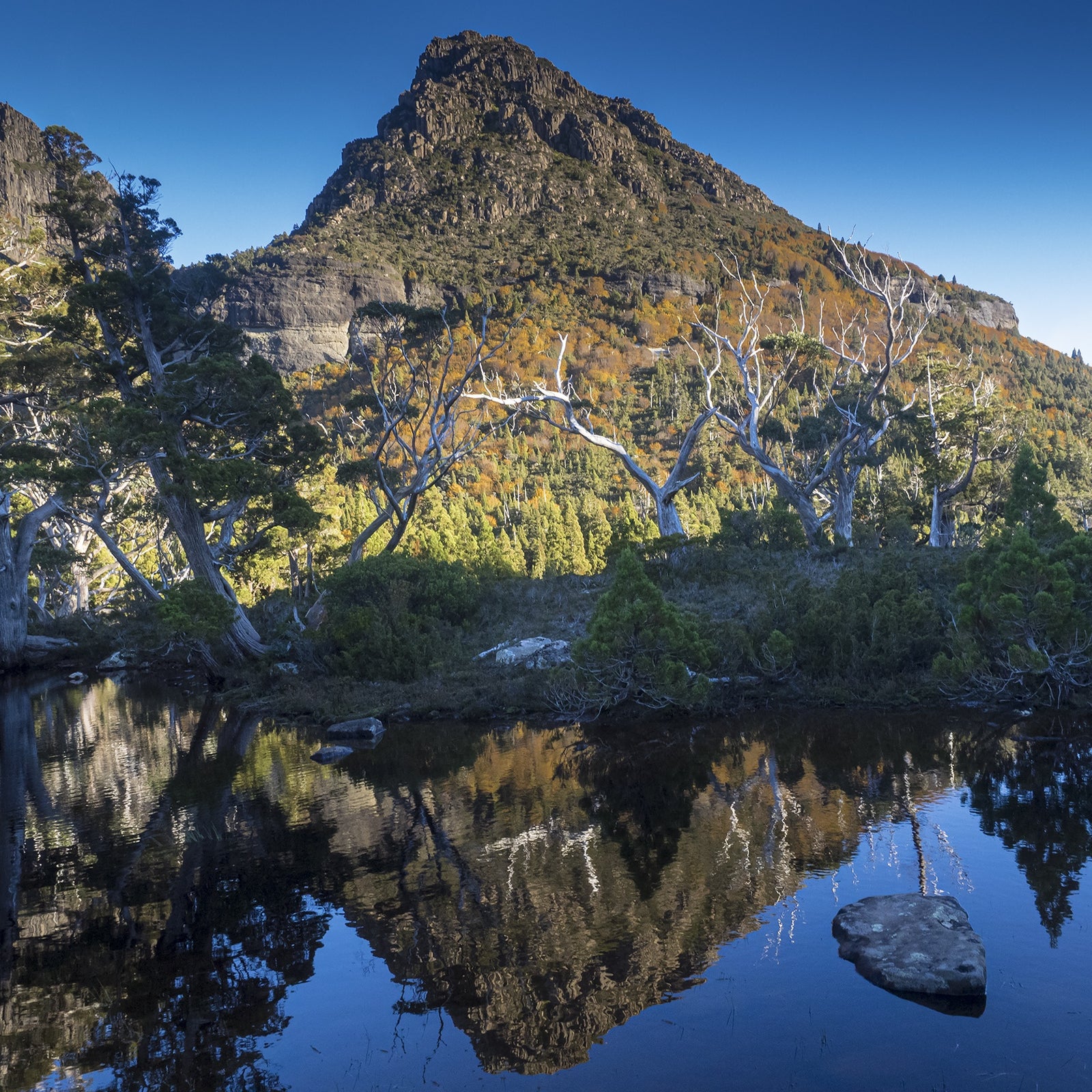 Charles Chadwick - Little Horn (Athrotaxis cupressoides rainforest: pencil pine with fagus)