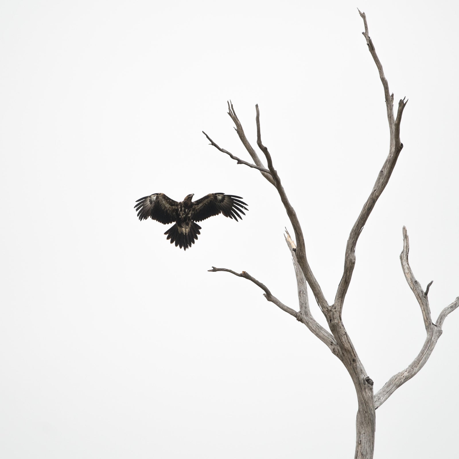Antoine Chrétien - Wedge-tailed Eagle