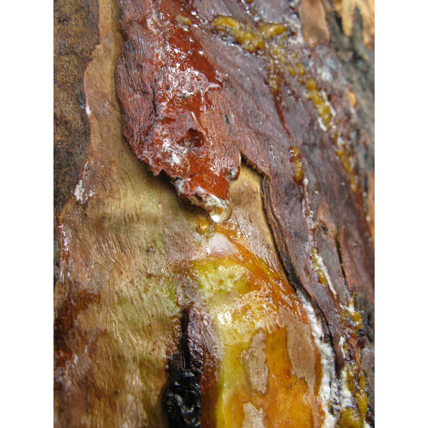 Eve Lazarus - Cider Running