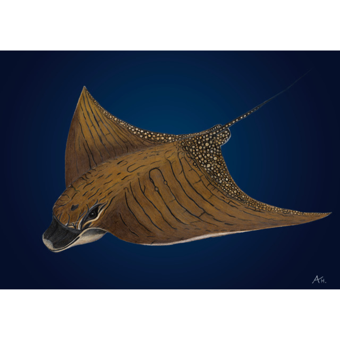 Andy Hoggins - Art Print - Ray - A3