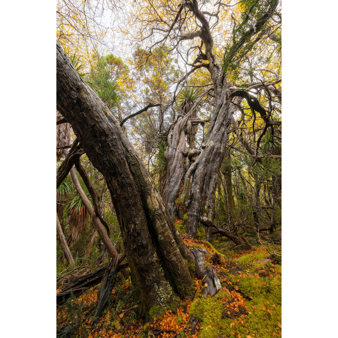 Luke O'Brien - Deciduous Beech in Autumn