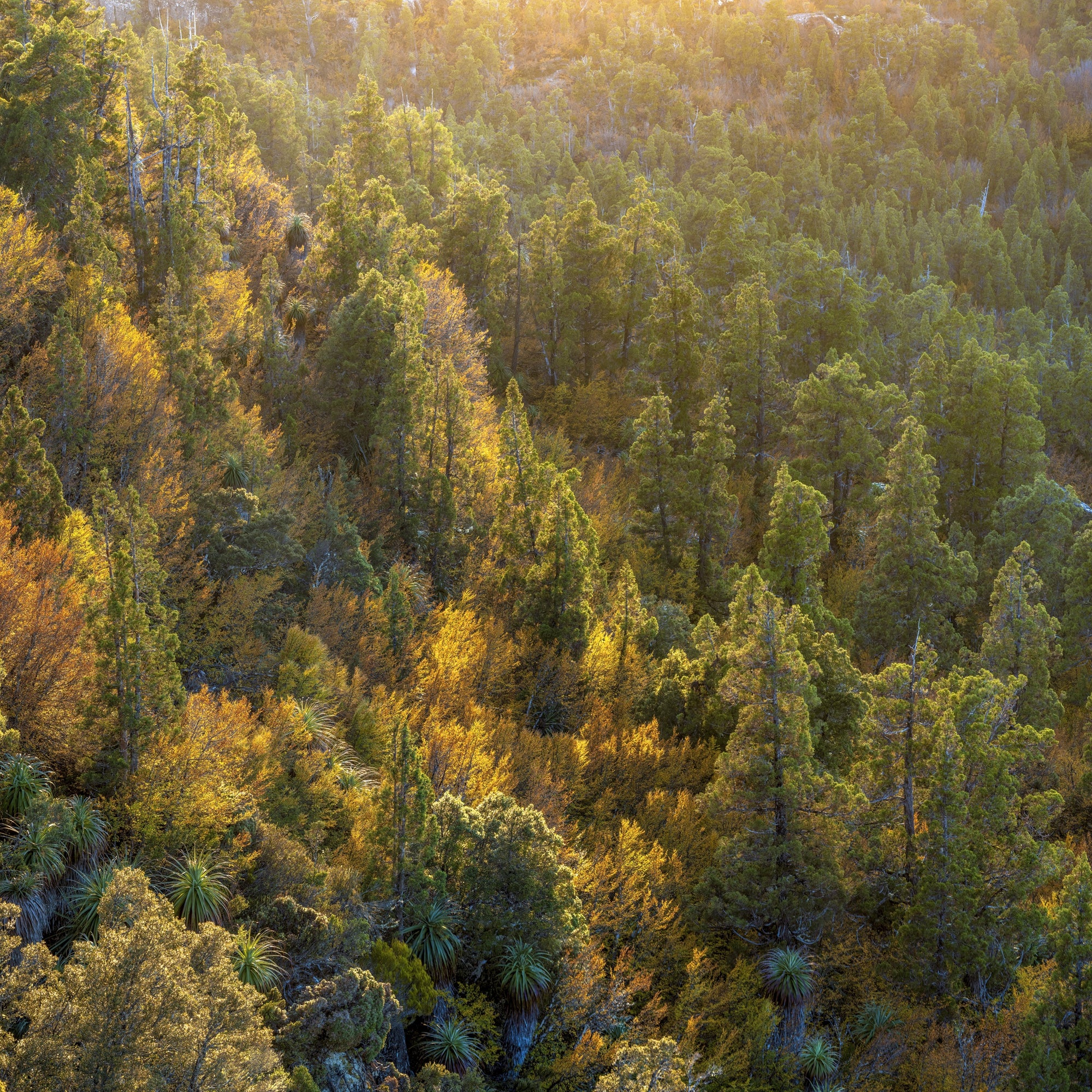 Rob Blakers - Pencil pines and deciduous beech, Walls of Jerusalem National Park.