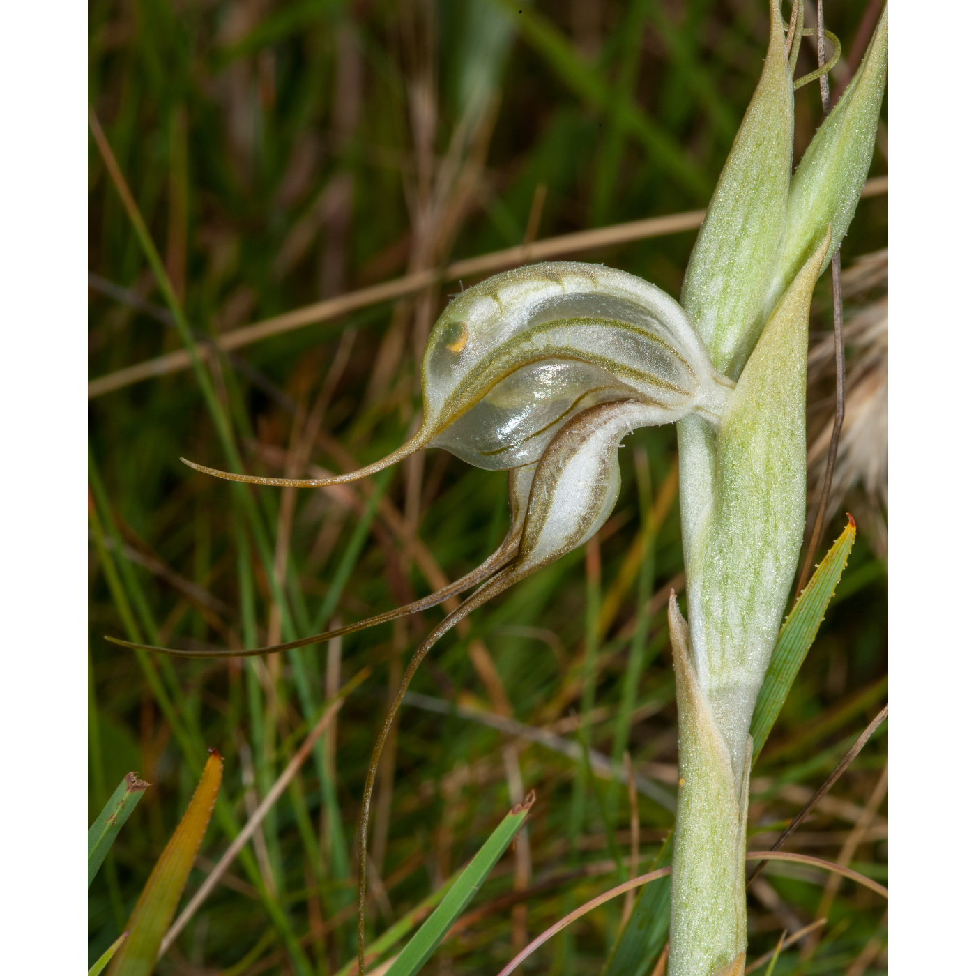 Jak & Corinne Denny - Pterostylis commutata (Midland Greenhood)